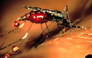 Komár - přenašeč malárie
